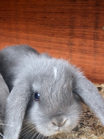 Mini Lop – mini lop babies
