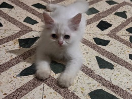 Persian (Modern) – persian cat – Surat