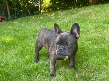 French Bulldog – 1 yr old blue fawn female frenchie – Birmingham