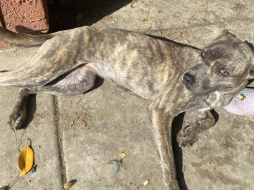 Female Cane corso needs a new home