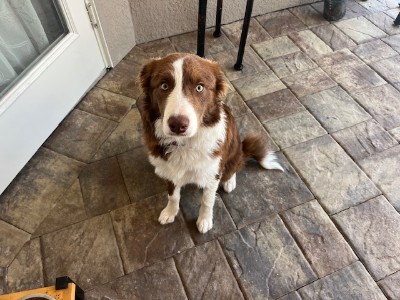 Border Collie – Re-home Border Collie – North Port