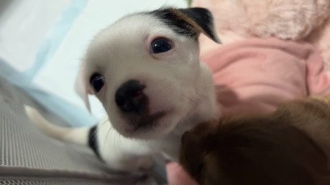 Chihuahua – target (boy)