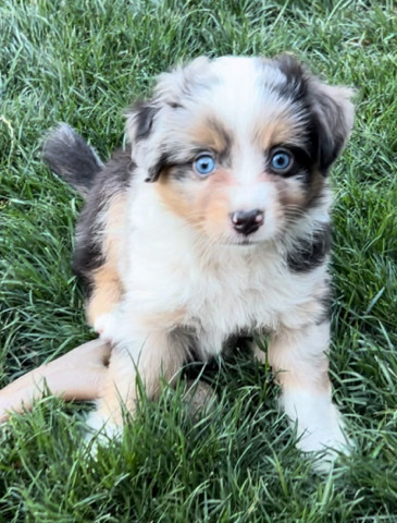 Miniature Australian Shepherd – miniature Australian shepherds