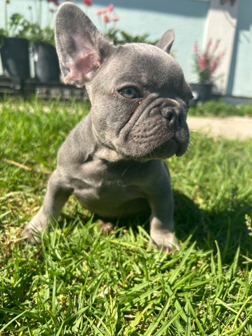 French Bulldog – Blue Frenchie