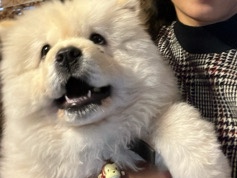 Chow Chow - Dog for sale  available for adoption in Bengaluru