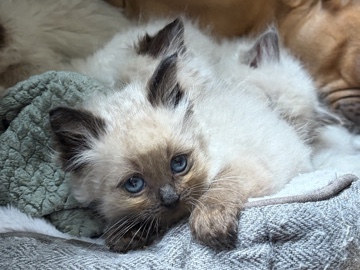 Ragdoll – pure ragdolls – Colne