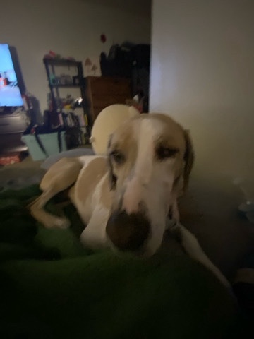 Treeing Walker Coonhound – coonhound for sell