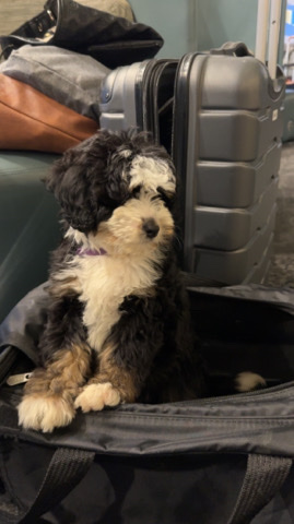 Mini Bernedoodle