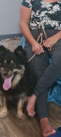 Billy – Puppy for sale