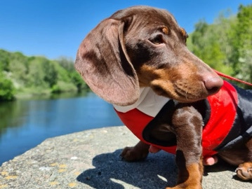 Dachshund – Adorable 12-Week-Old Chocolate Harlequin Dachshun – Budakalász