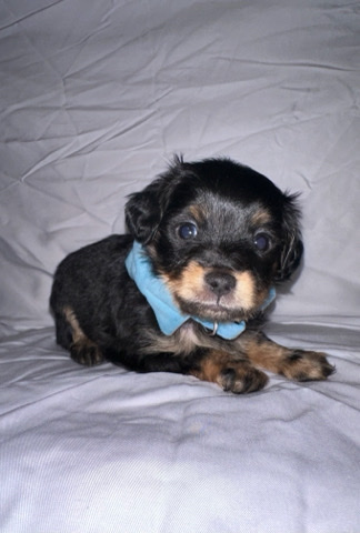 Chihuahua – 14 puppies for sale.