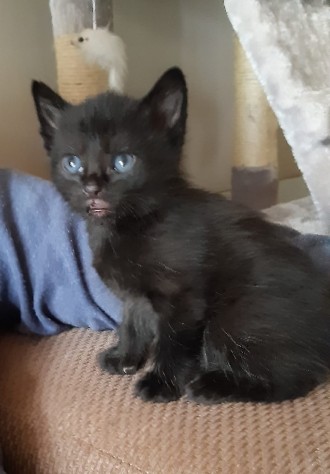 Kittens for free.