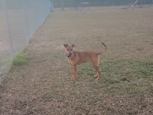 Mixed Breed – free puppy – Vancleave
