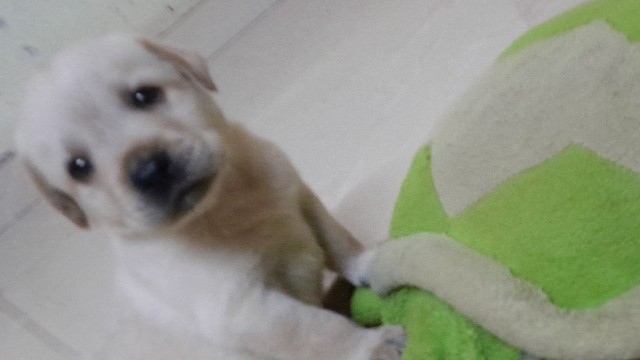 Labrador Retriever – Labrodor retriever