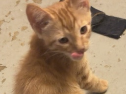 kittys – Saluda