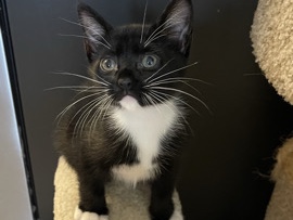 Siamese – kittens for sale – Braselton