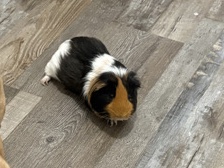 Guinea Pig – Sweet Rodney – New Bern