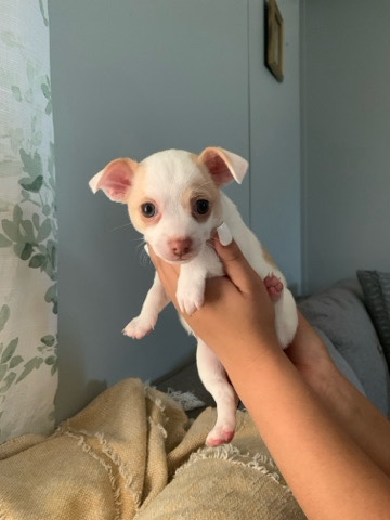 Chihuahua – chihuahua puppies