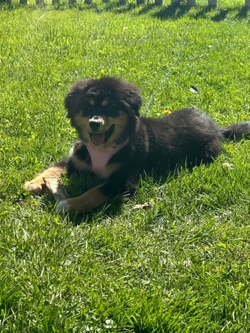 2 month old puppy Bernese mountain dog and Alaskan malamute mix
