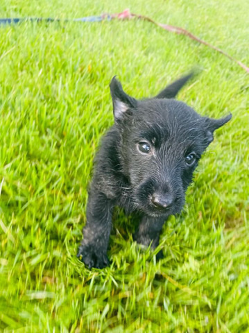 Scottish Terrier – Selling my Two 8-week purebred Scottish Terrier