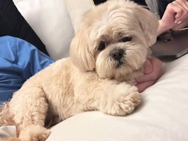 Lhasa Apso – very clean puppy for sell
