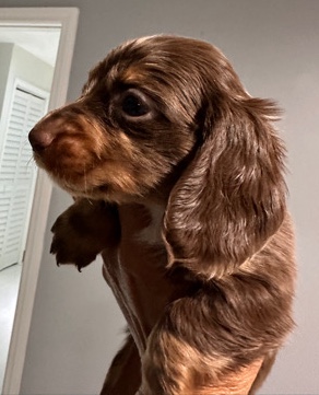 Dachshund – Bebesito