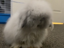 Girl Teddy Widder Bunny For Sale 