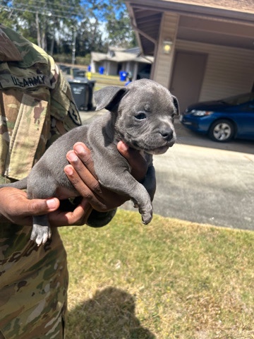 American Bulldog – American bullies for sale