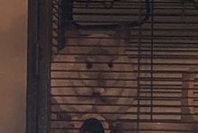 Any – chinchilla
