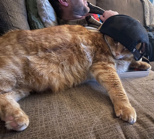 American Shorthair – Whiskey aka Garfield