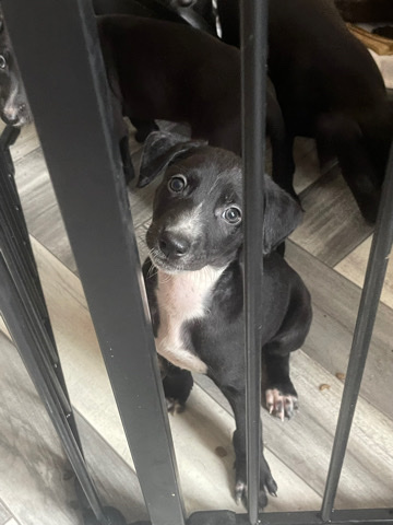 Greyhound,Whippet,collie Cross