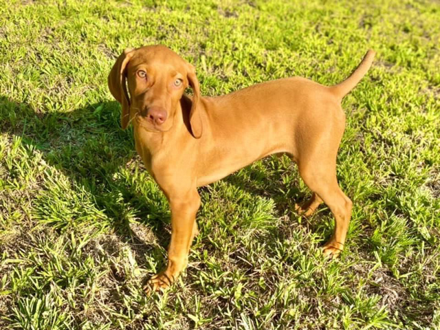 Duke Charles Vizsla pup for sale