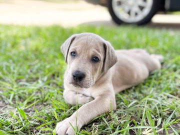 Puppy – Katy