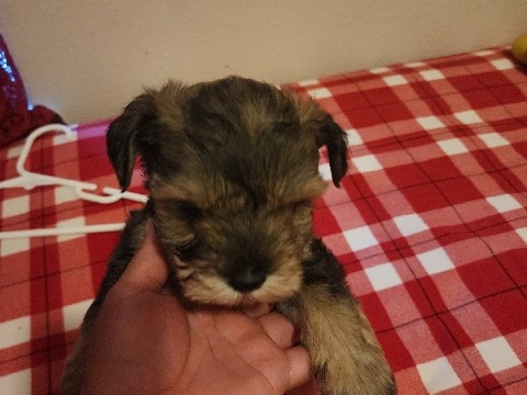 Miniature Schnauzer – miniature Schnauzer – Pharr