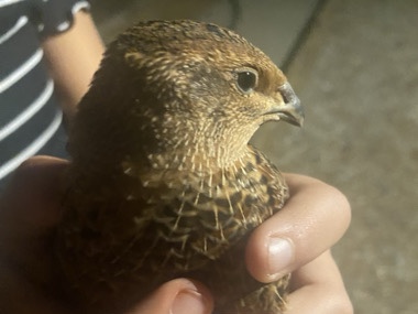 Quail – Quails – Apple Valley