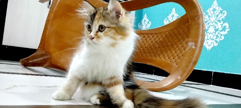 kitten for Sale