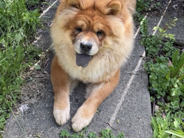 Chow Chow – oso – Chicago