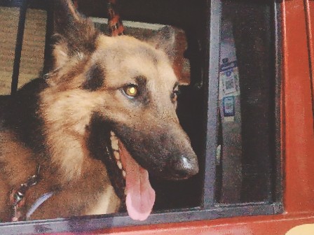 German Shepherd – German shepherd