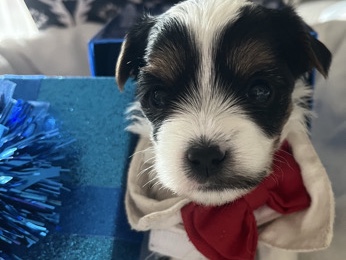 Adorable male parti Yorkie