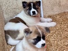 American Akitas 