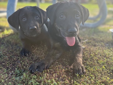 Labrador Retriever - 18 week old Lab puppy available for adoption in Toronto