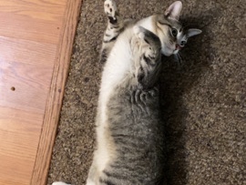 American Shorthair – Baja/ gray and white tabby shorthair – Oto