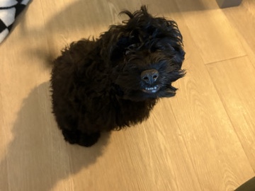 Cavapoo – Cavapoo – Bethesda