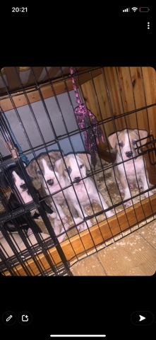 American Bulldog – Xl bully puppies for sale
