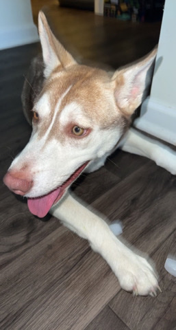 American Pit Bull Terrier – Husky mixed with pitt for sell