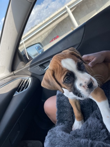 Boxer – re homing
