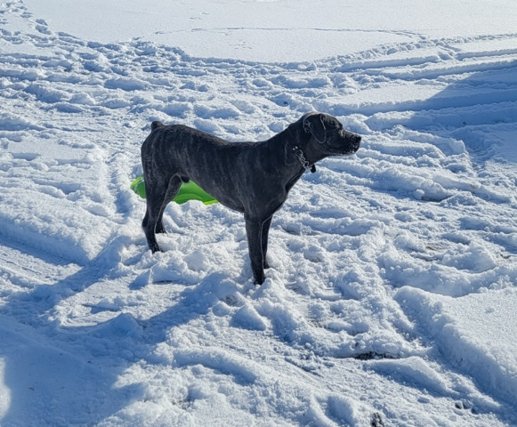 Cane Corso – Male Cane Corso, In tact
