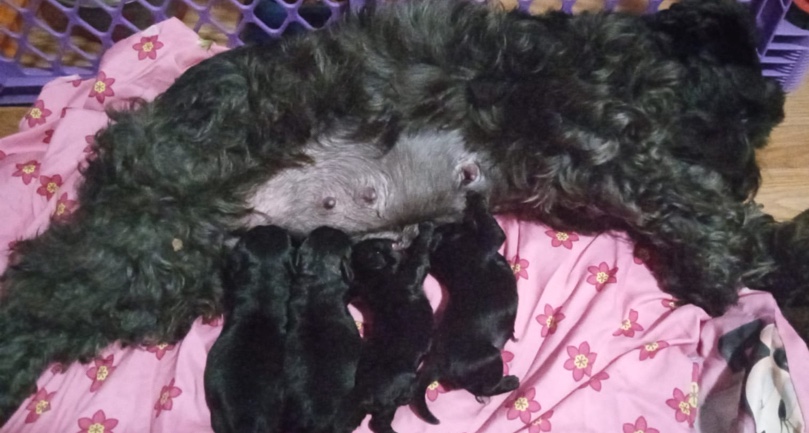 Miniature Schnauzer – mini schnauzer