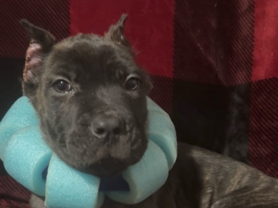 Cane Corso – Brindle male corso – Smithville