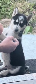 Siberian Husky – Siberian husky puppies for sale